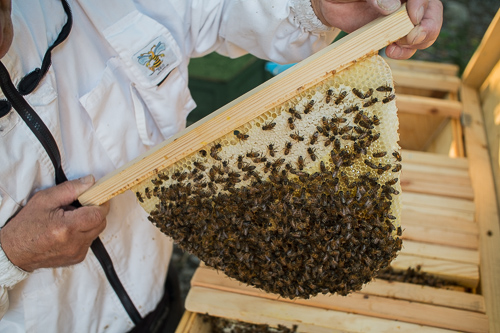 Our Friends the Pollinators, Eggeby grd (2014). Photo: Erik Sjdin.