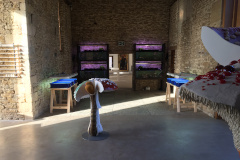 The Azolla Cooking and Cultivation Project, Hauser & Wirth Somerset (2017). Foto: Erik Sjödin.
